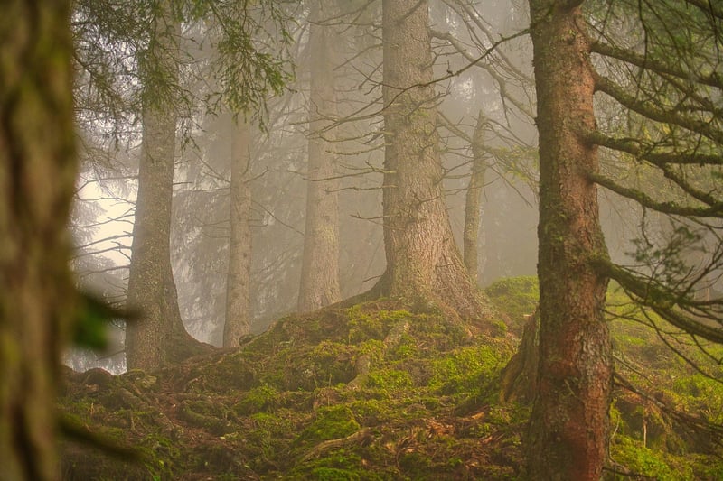 Forest Decor