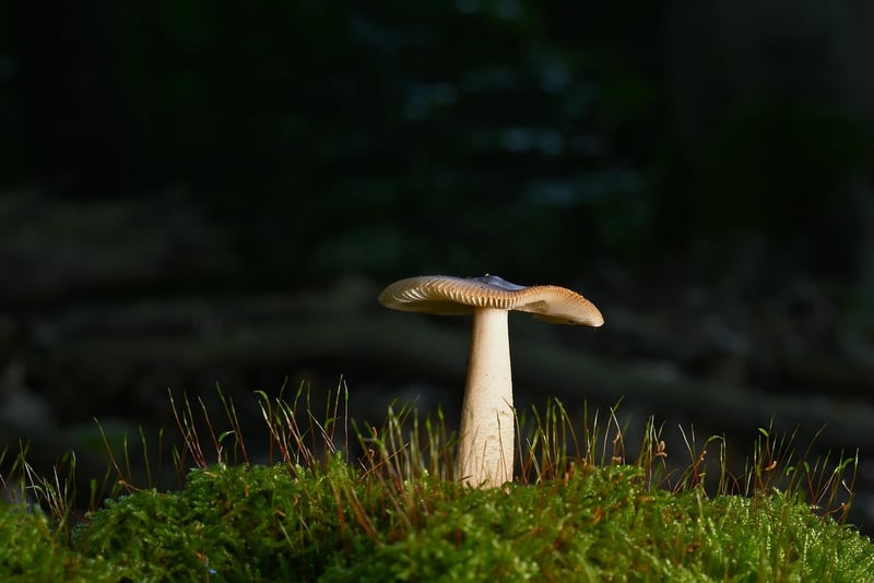 Forest Artwork